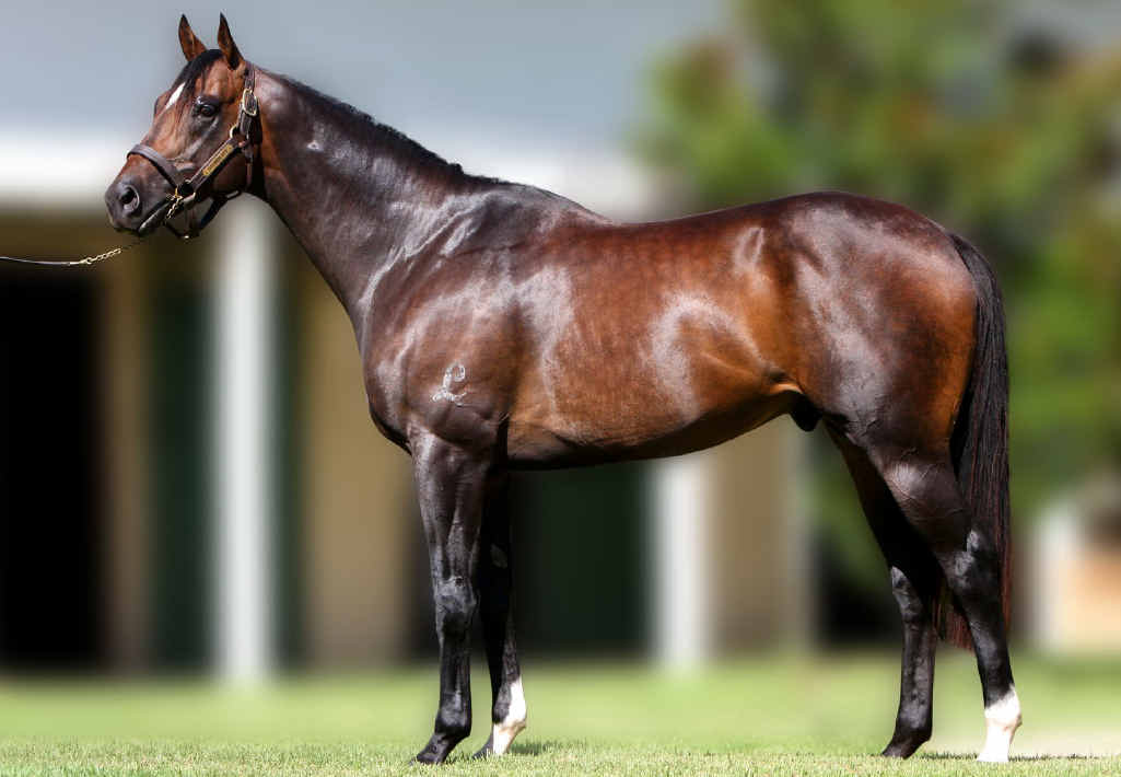 TALL AND CORRECT: Drumbeats is an expected outcross for mares with Danzig in their blood. TALL AND CORRECT: Drumbeats is an expected outcross for mares with Danzig in their blood.